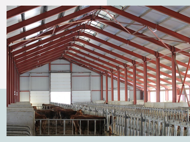 Строительство коровников в Кохме