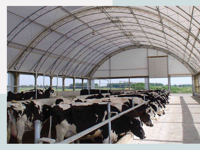 Тентовые коровники в Кохме